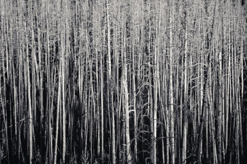 My-Ansel-Adams-Tribute